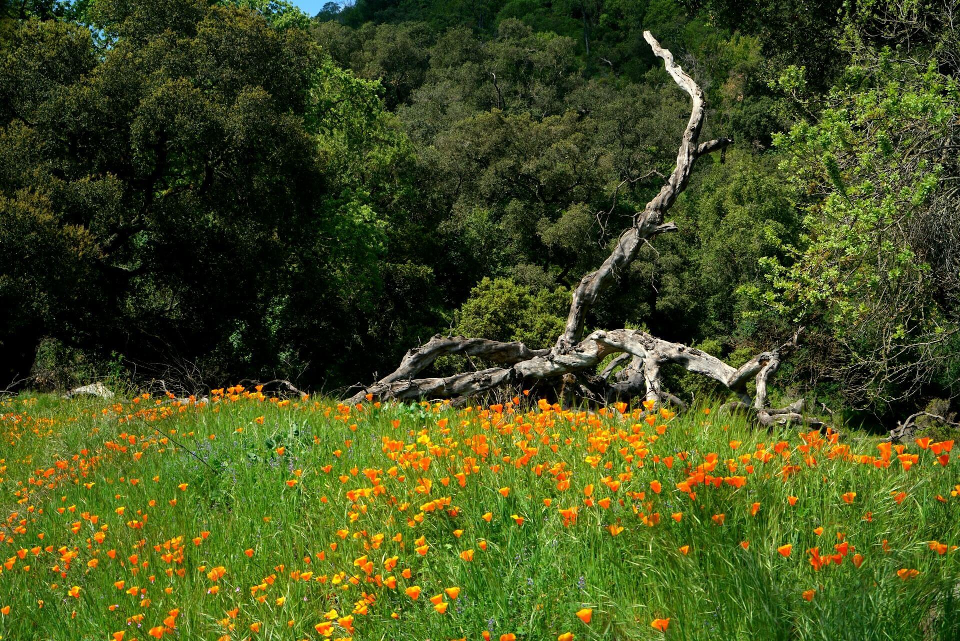 Auto repair service close to Milpitas CA